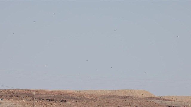 Common Buzzard (Steppe) - ML463808921