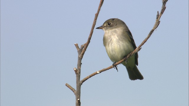 Alder Flycatcher - ML463809