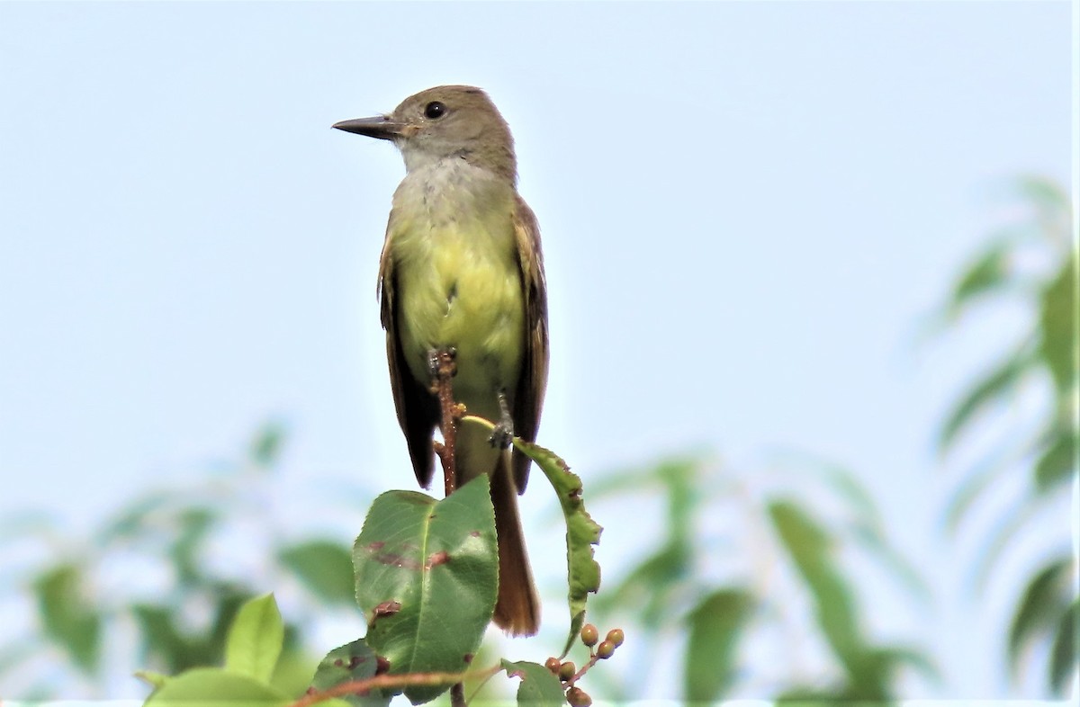 Great Crested Flycatcher - ML463809891