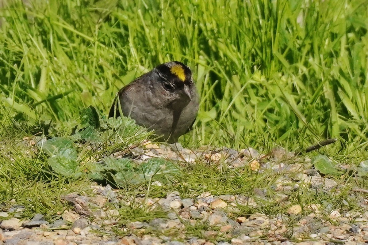 Golden-crowned Sparrow - ML463812901