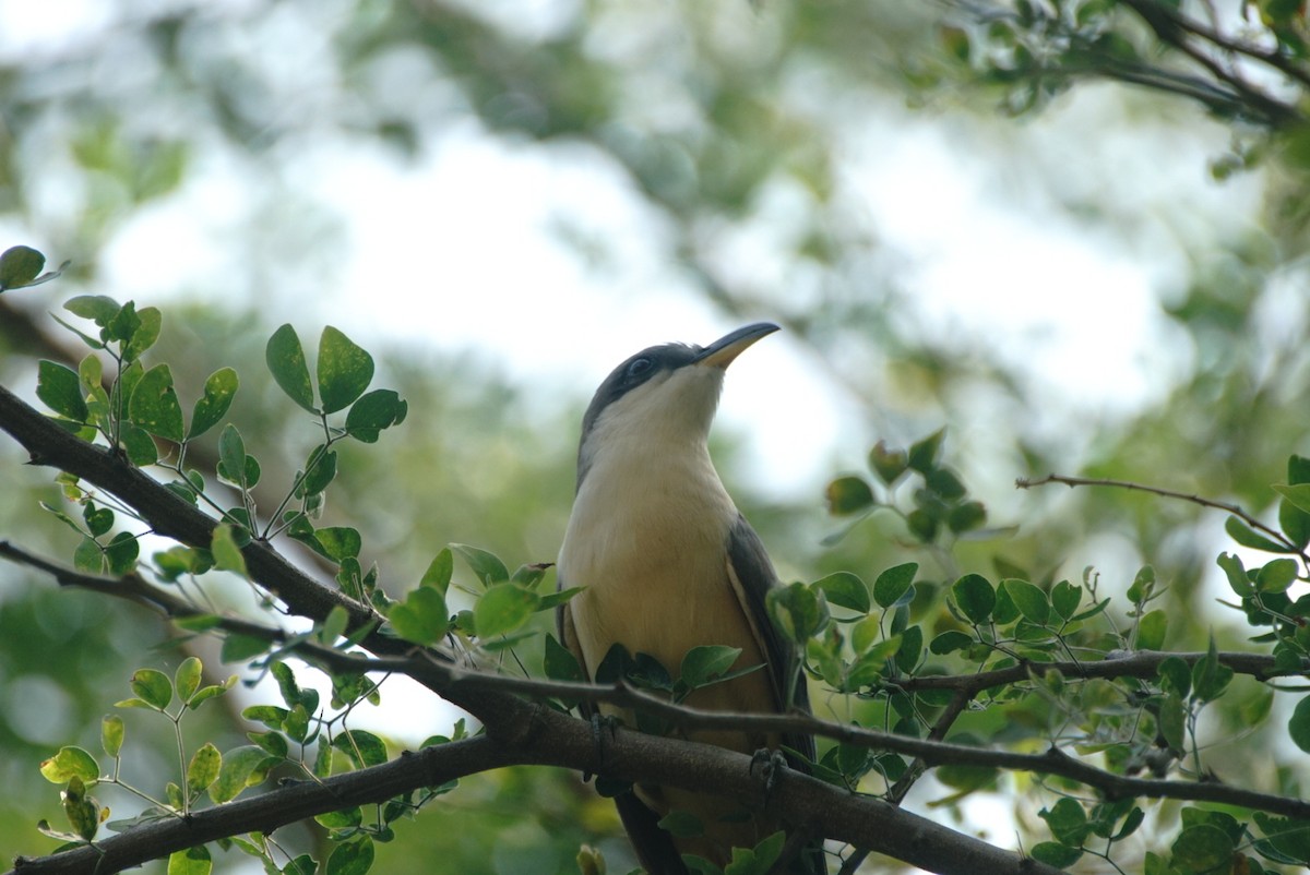 Mangrove Cuckoo - ML463813091