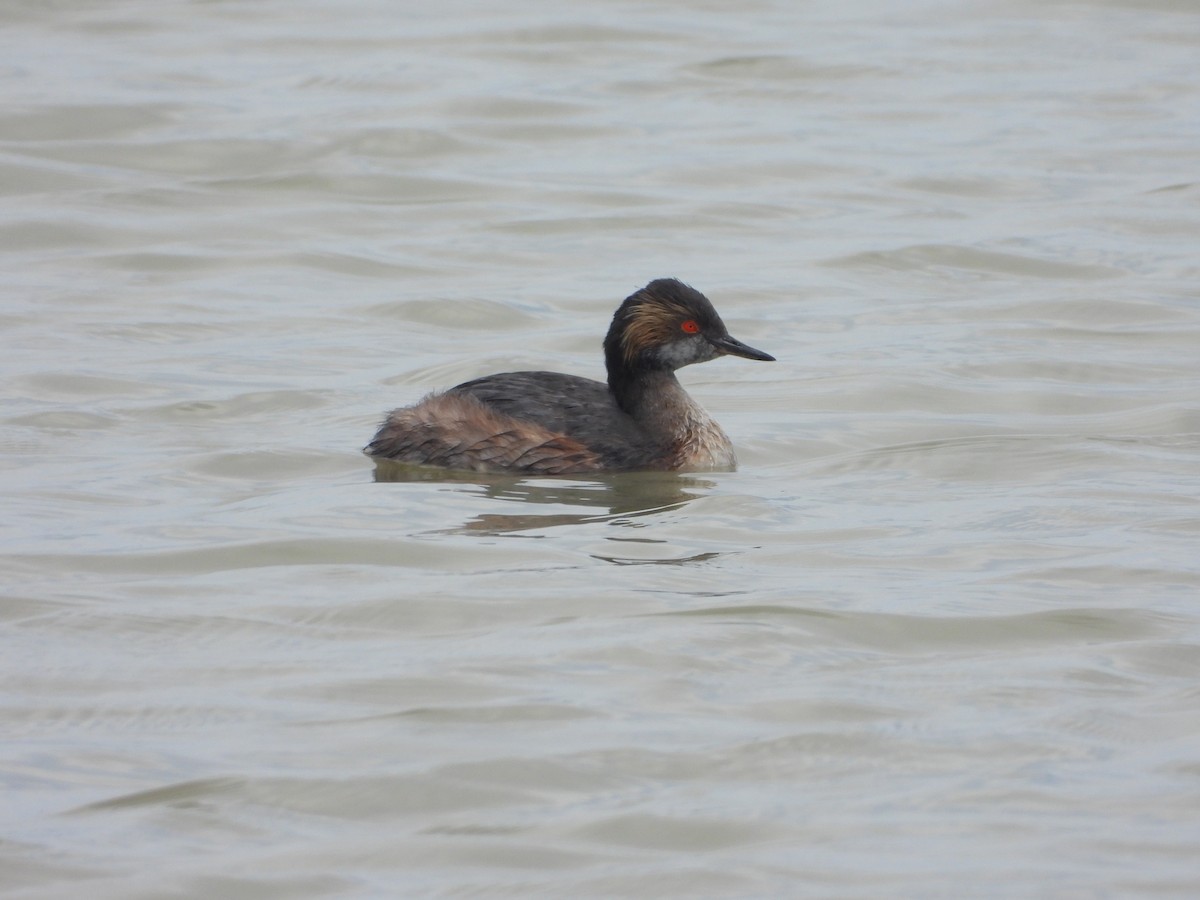 Халтар шунгуур - ML463813401