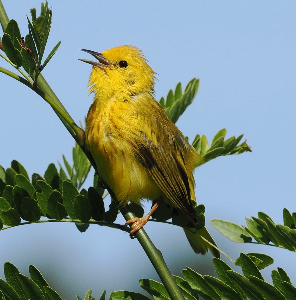 Yellow Warbler - Ken Winkler