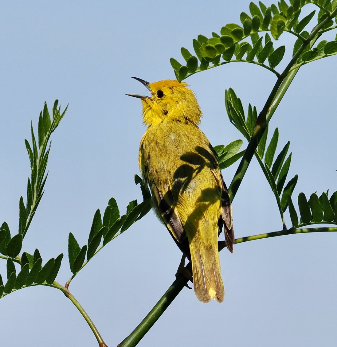 Yellow Warbler - ML463813831