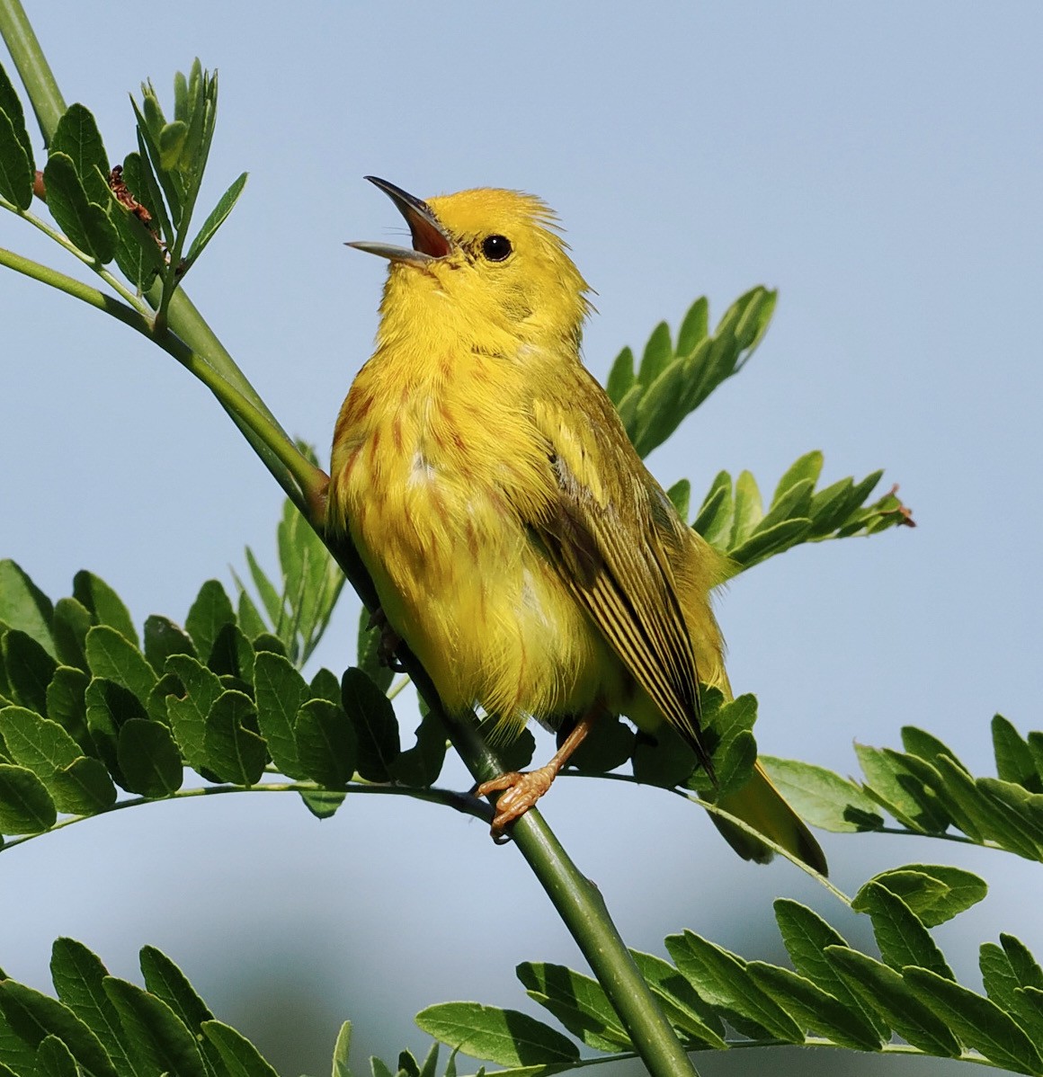 Yellow Warbler - ML463813841