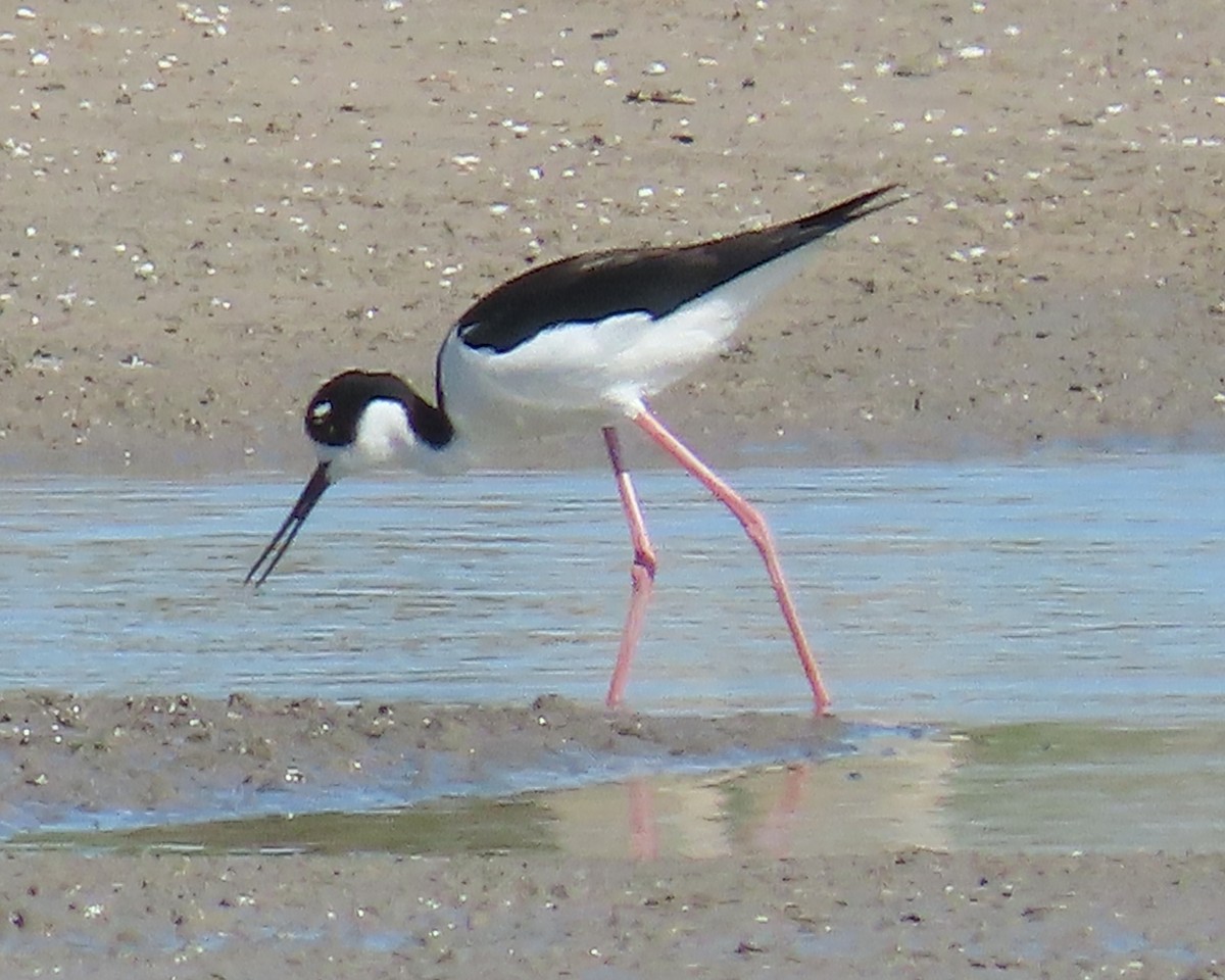 Black-necked Stilt - ML463815811