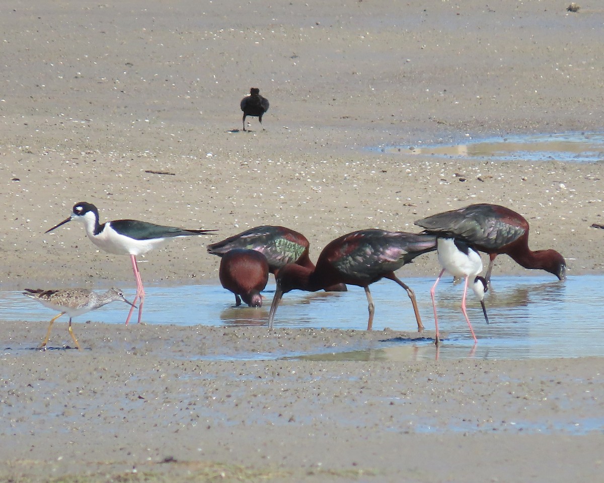 Black-necked Stilt - ML463815851