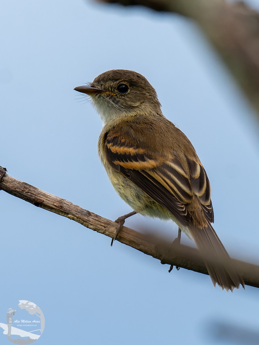 White-throated Flycatcher - ML463819211