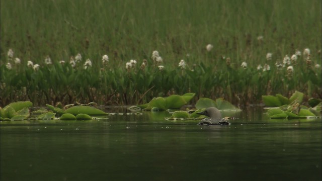 Pacific Loon - ML463820