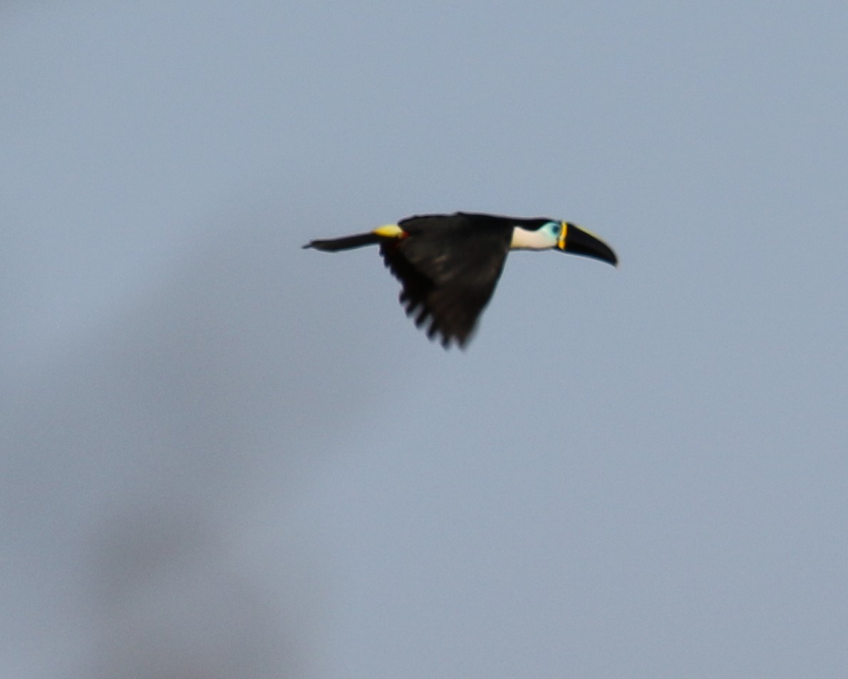 White-throated Toucan - David Kirschke