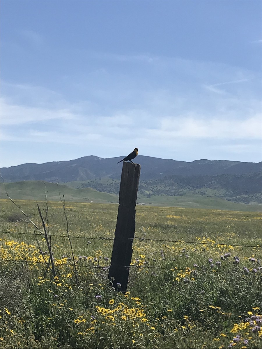 Yellow-headed Blackbird - ML463821631