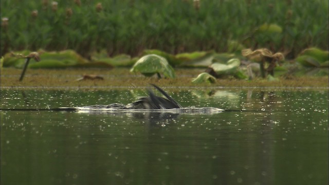 Pacific Loon - ML463823