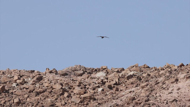 Buse variable (vulpinus/menetriesi) - ML463823021