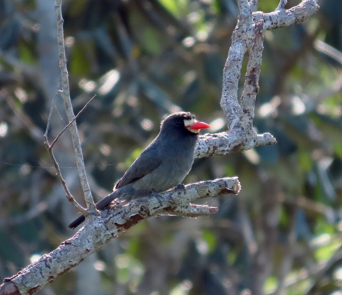 White-fronted Nunbird (White-fronted) - Kathy Carroll