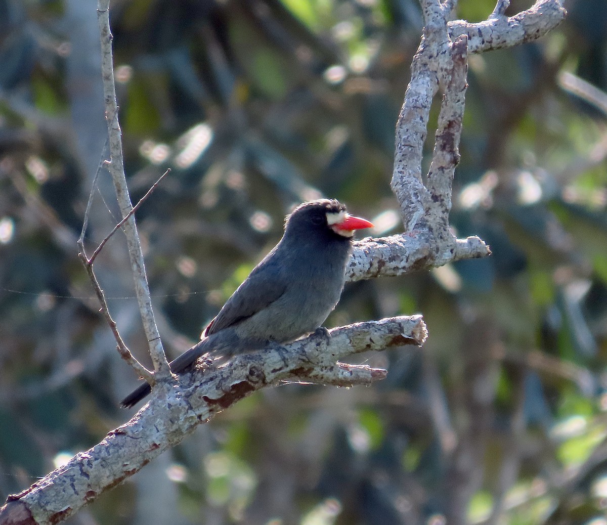 White-fronted Nunbird (White-fronted) - ML463823361