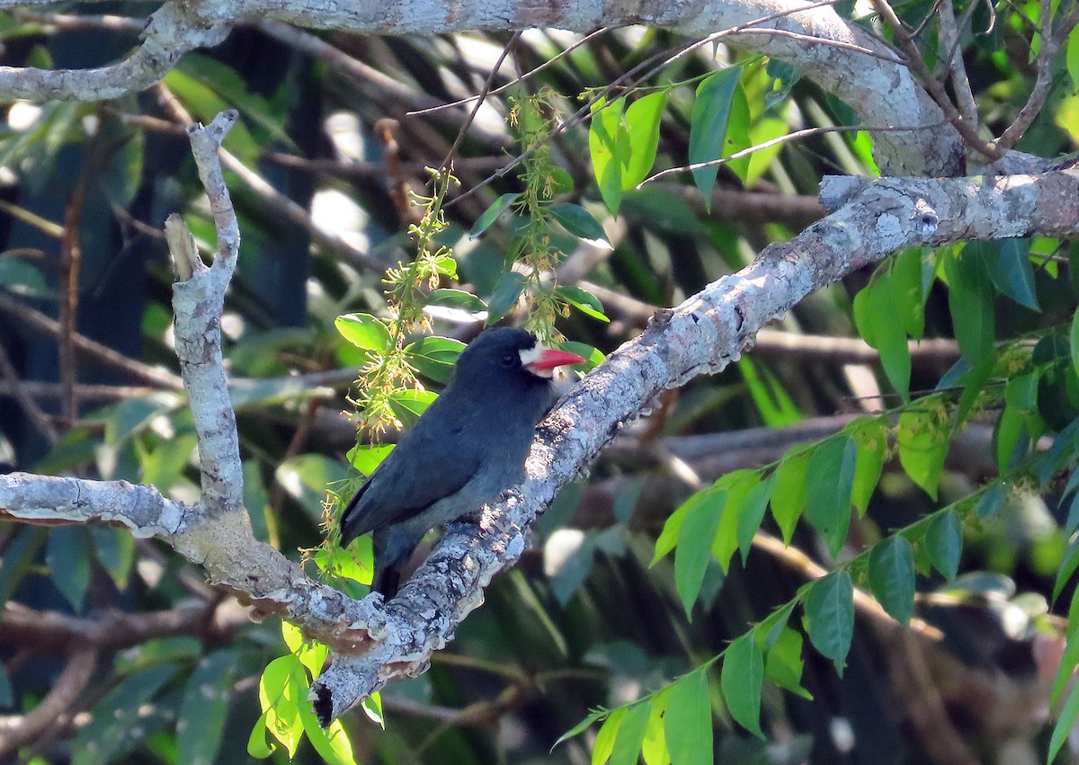 White-fronted Nunbird (White-fronted) - ML463823781