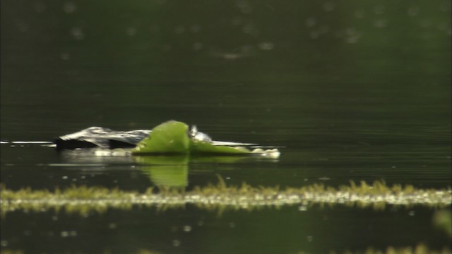 Pacific Loon - ML463824