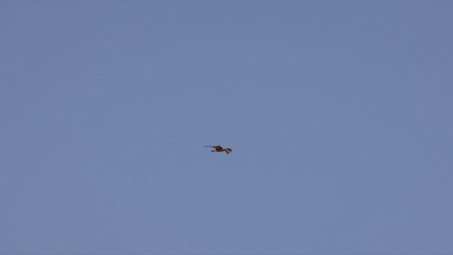 Common Buzzard (Steppe) - ML463824991