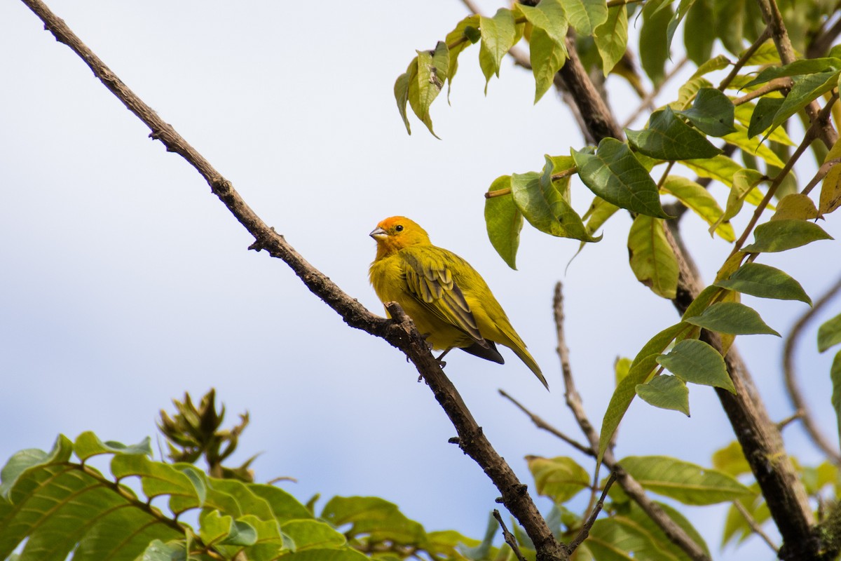 Saffron Finch - ML463825211