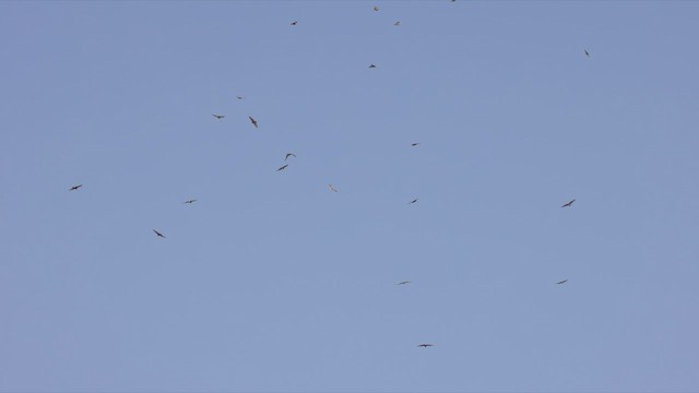 Common Buzzard (Steppe) - ML463825731