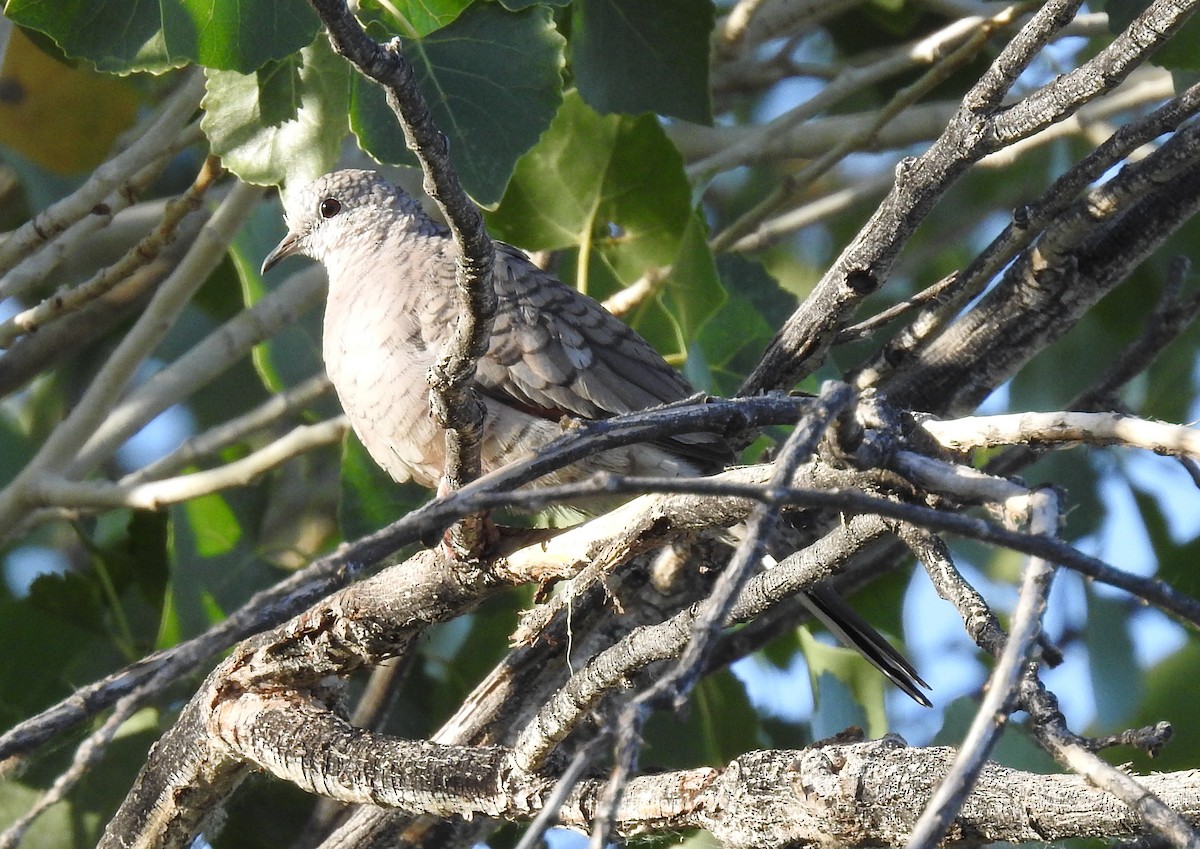 Inca Dove - ML463826621