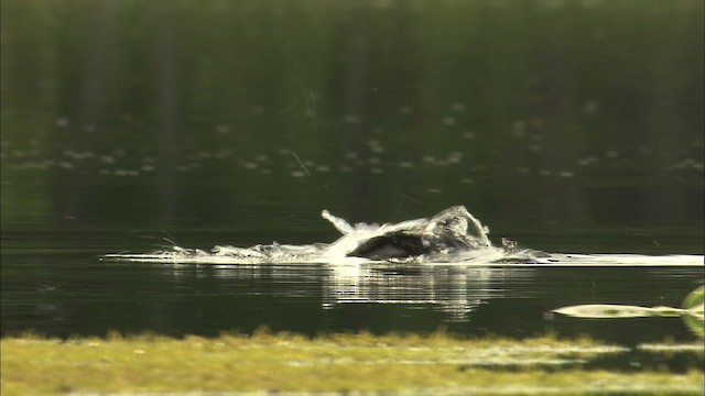 Pacific Loon - ML463827