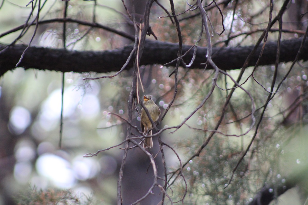 Western Flycatcher (Cordilleran) - ML463827141