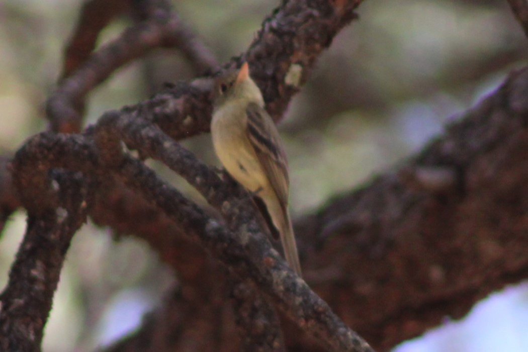 Western Flycatcher (Cordilleran) - ML463827151