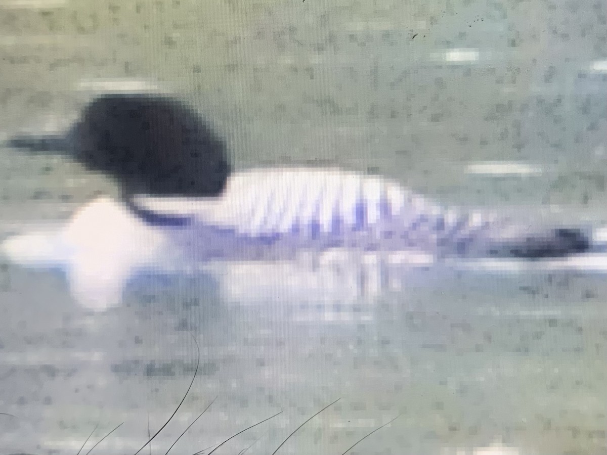 Common Loon - ML463827161