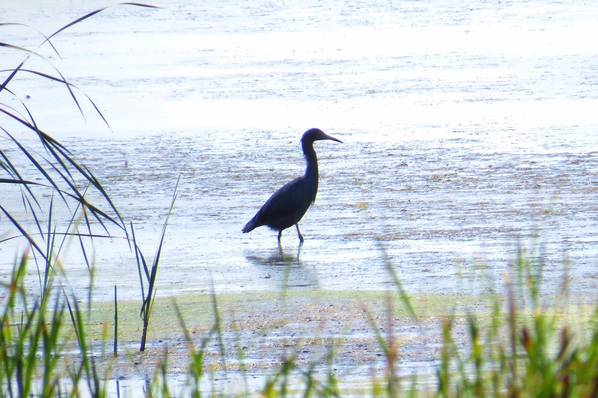 Little Blue Heron - ML463827671