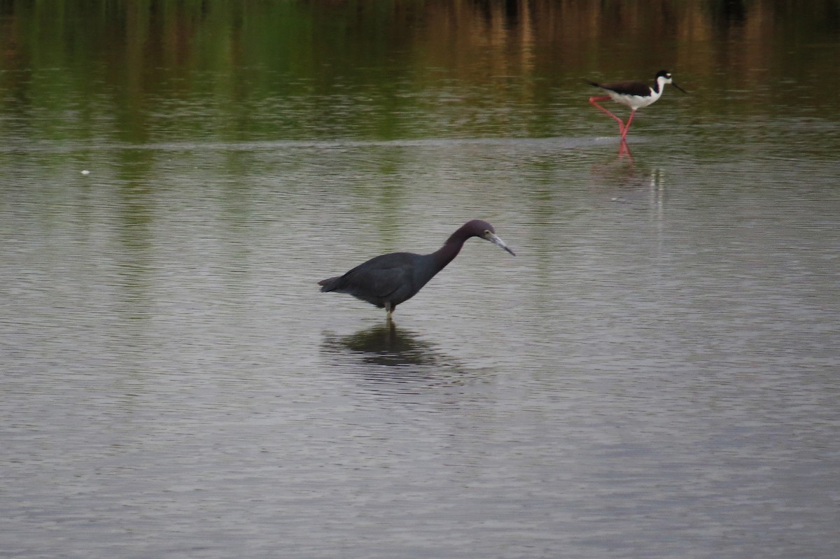 Little Blue Heron - ML463827691