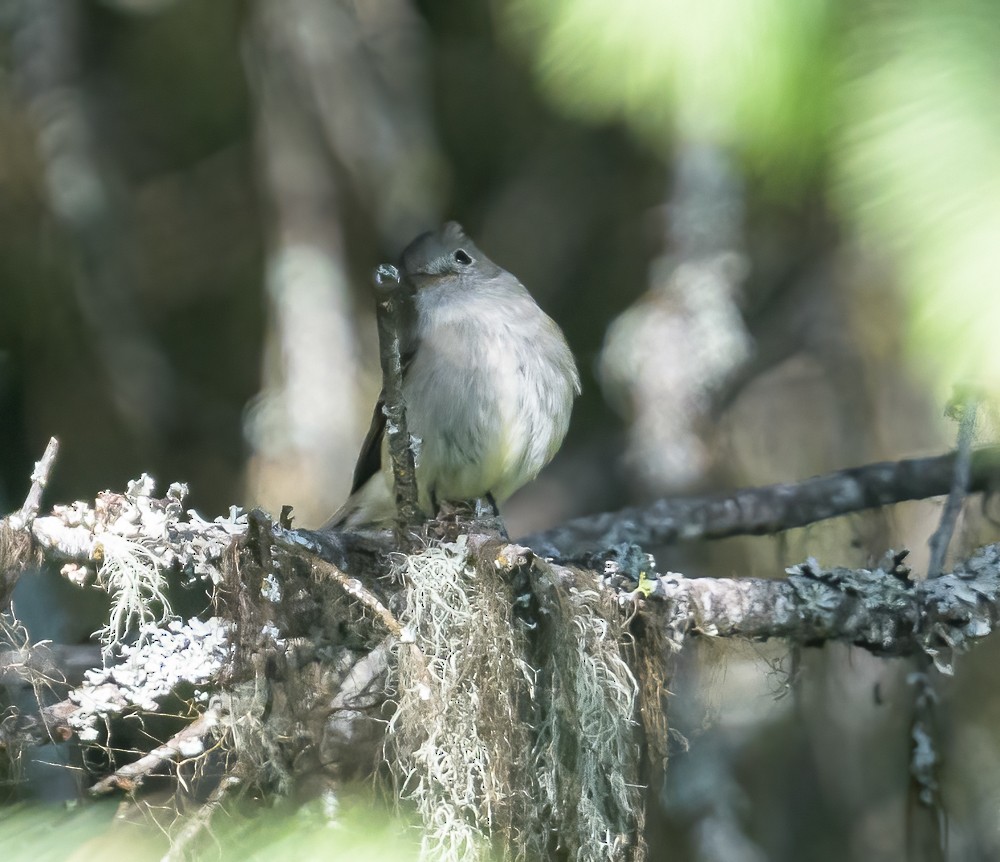 Western Wood-Pewee - ML463828341