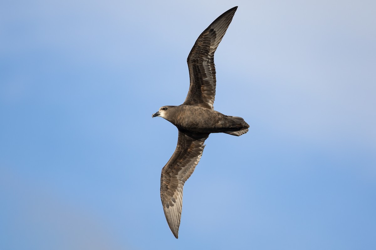 Petrel Carigrís - ML463829371