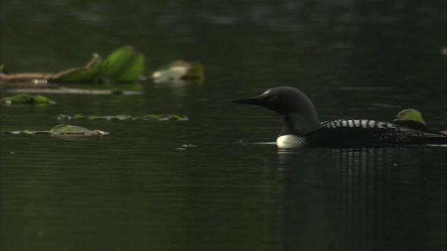 Pacific Loon - ML463830