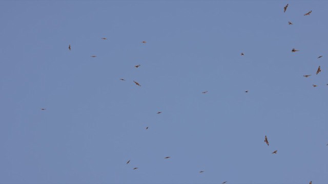 Common Buzzard (Steppe) - ML463830241