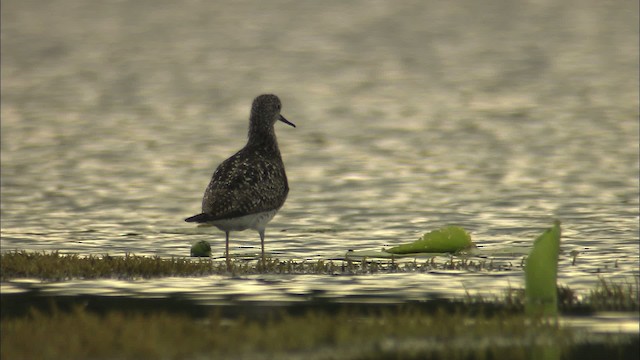 Lesser Yellowlegs - ML463831