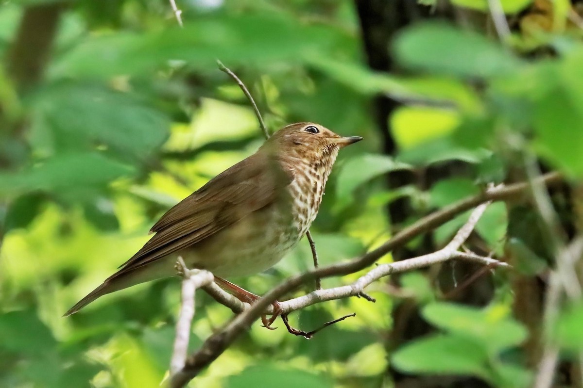 Swainson's Thrush - ML463831181