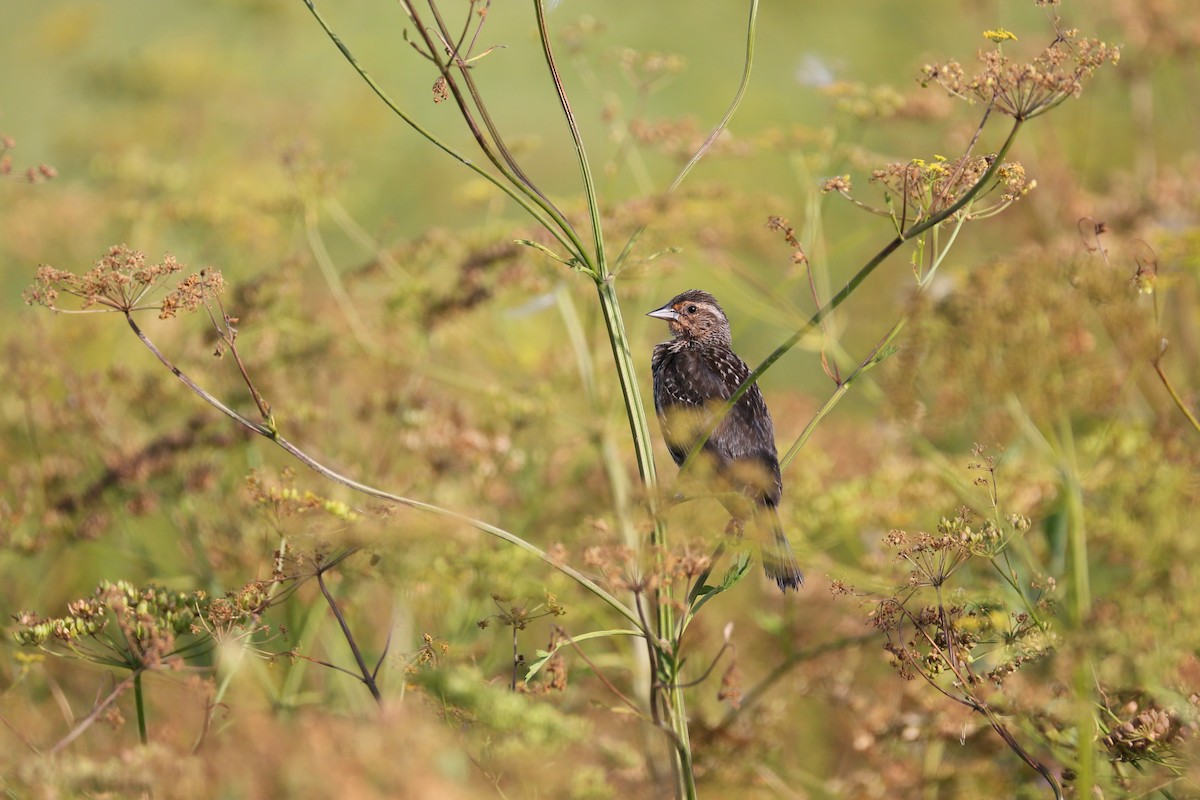 Red-winged Blackbird - ML463832391