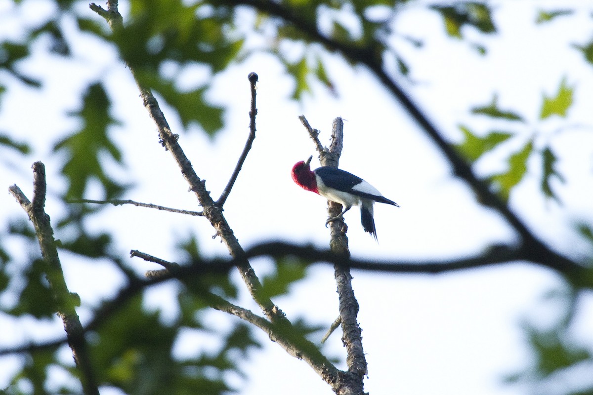 Red-headed Woodpecker - Gordon Dimmig