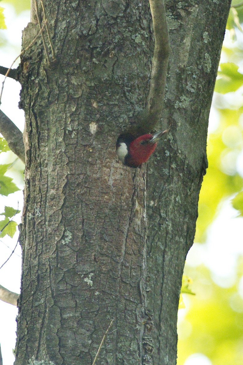 Red-headed Woodpecker - Gordon Dimmig