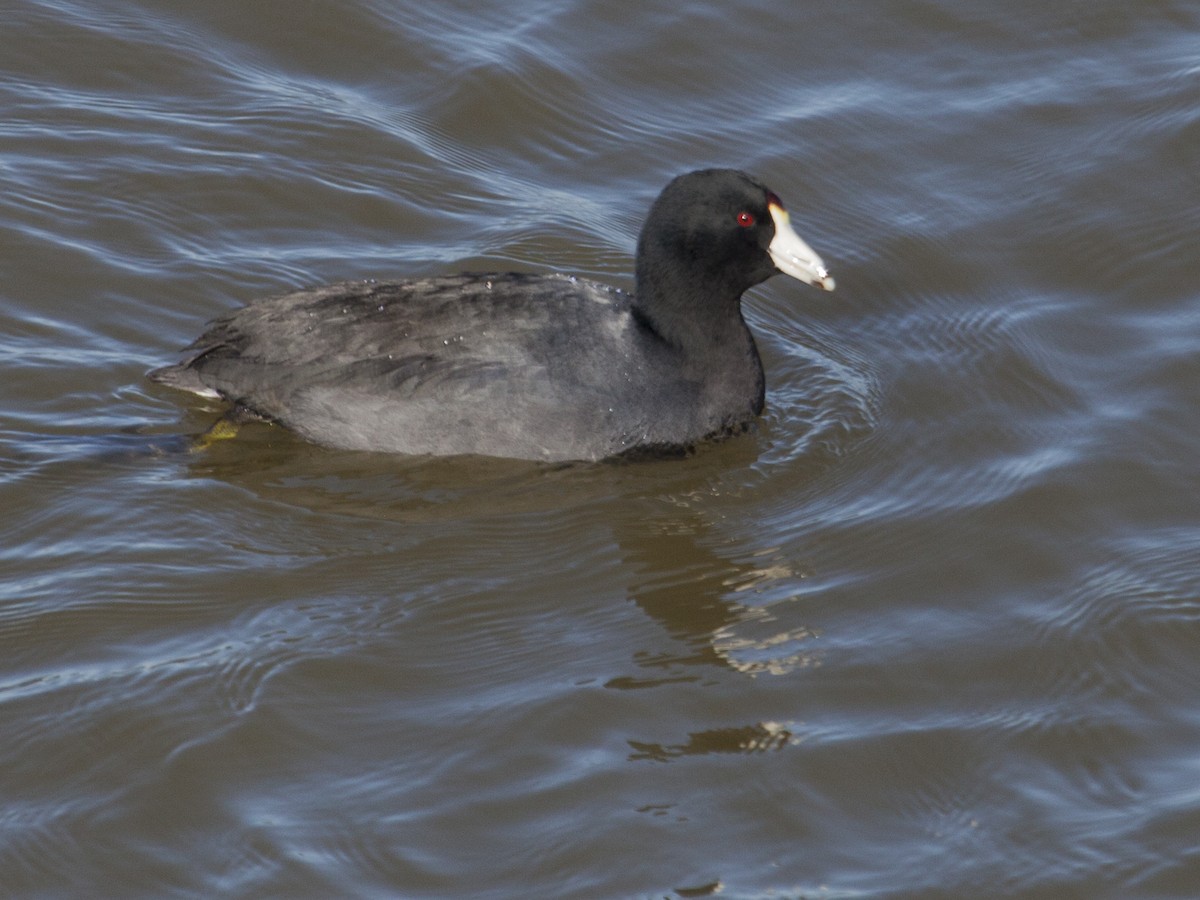 American Coot - Geoff Hill