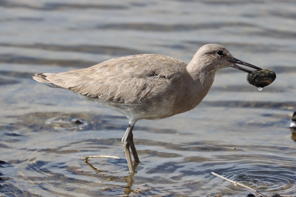 Willet - Subodh Ghonge