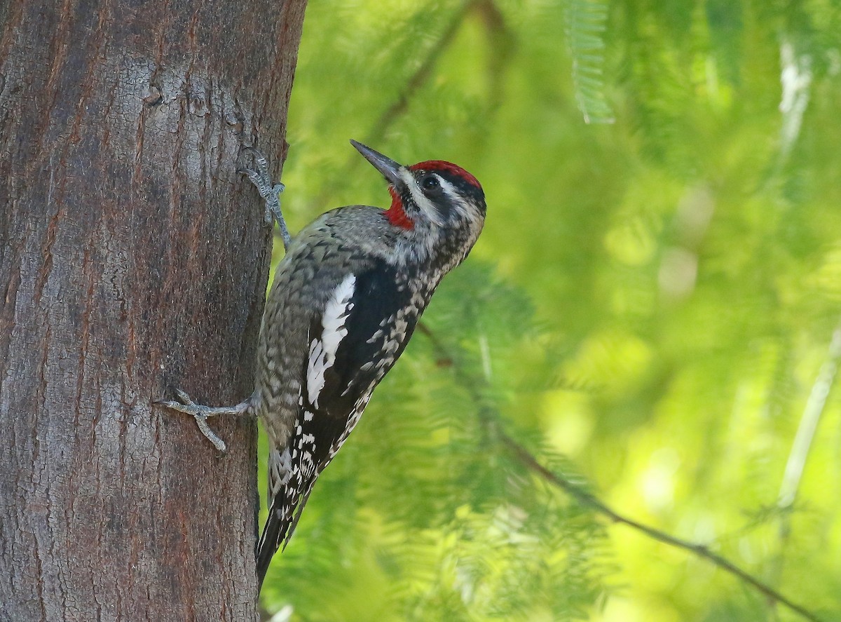 Red-naped Sapsucker - ML463834241