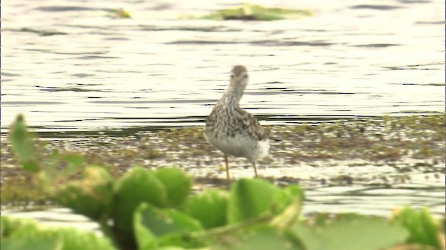 Lesser Yellowlegs - ML463835