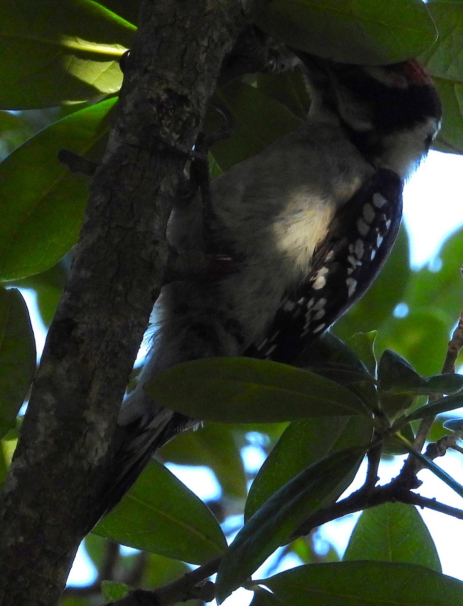 Downy Woodpecker - ML463835011