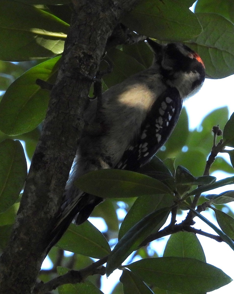Downy Woodpecker - ML463835021