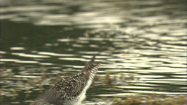 Lesser Yellowlegs - ML463836