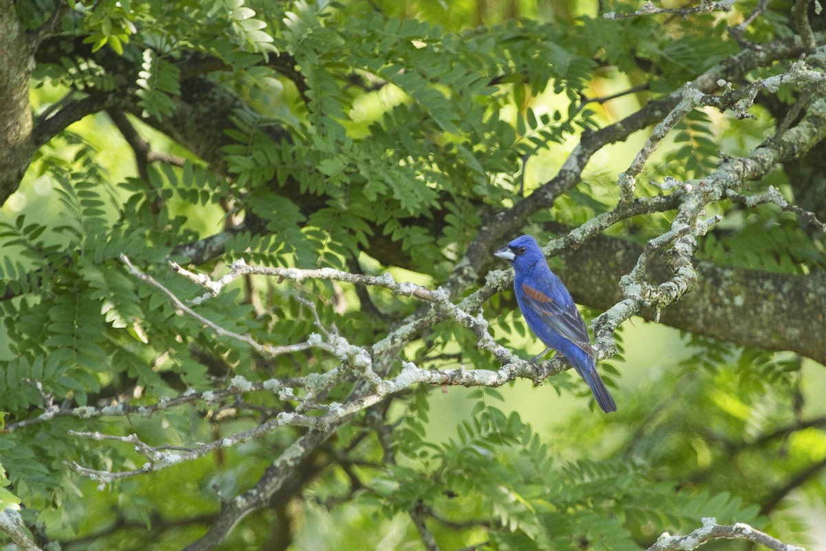 Blue Grosbeak - Gordon Dimmig