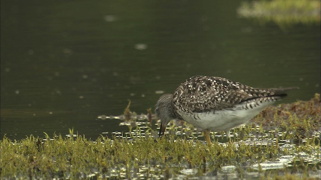 Lesser Yellowlegs - ML463837