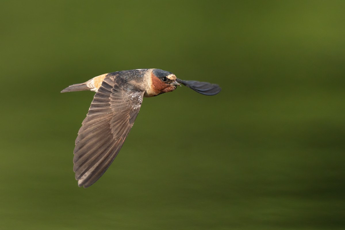 Cliff Swallow - ML463837061